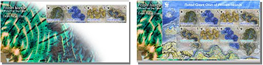 Fluted Giant Clam FDCs