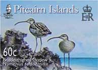 Bristle-thighed Curlew 60c