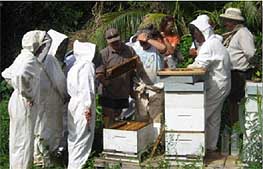 Pitcairn Island Beekeepers