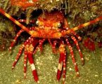 Lobsters of the Pitcairn Islands
