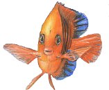 WWF Tropical Reef Fish